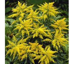 Nižší Zlatobýl (Solidago canadensis x)