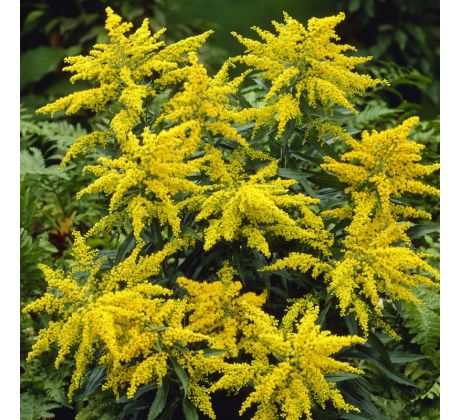 Nižší Zlatobýl (Solidago canadensis x)