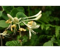 Ruže z Jericha žlutá(Lonicera caprifolium)