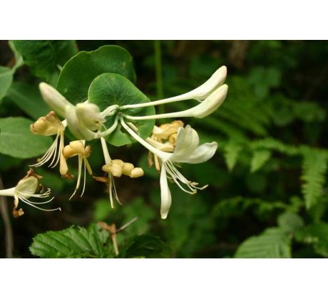 Ruže z Jericha žlutá(Lonicera caprifolium)