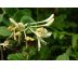 Ruže z Jericha žlutá(Lonicera caprifolium)