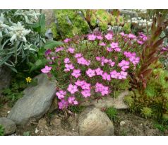 Karafiát Pindicola(Dianthus haematocalyx )