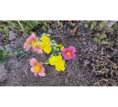 Bílý Devaterník (Helianthemum x)