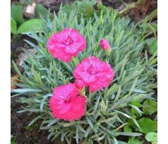 Karafiát 5 (Dianthus gratian. "Anette")