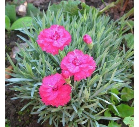 Karafiát 5 (Dianthus gratian. "Anette")