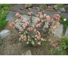Vysoký Rozchodník (Sedum spectabile x)