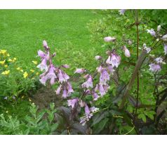 Dračík, tmavší list(Penstemon digitalis)