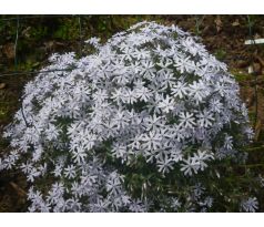 Skalkový floxík 20(Phlox subulata)