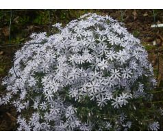 Skalkový floxík  20(Phlox subulata)