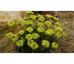 Chudina španělská(Draba hispanica)