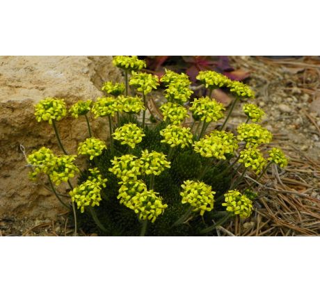 Chudina španělská(Draba hispanica)