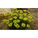 Chudina španělská(Draba hispanica)