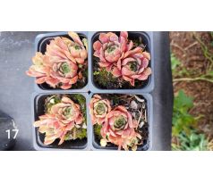 Netřesk 17 (Sempervivum x)