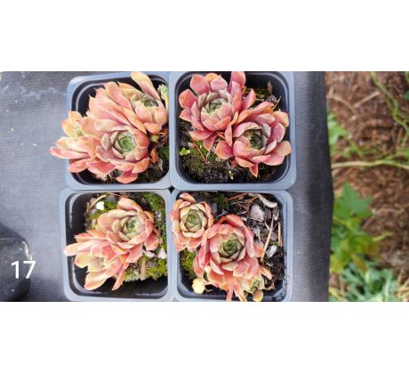 Netřesk 17 (Sempervivum x)
