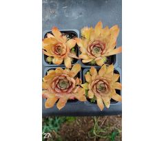 Netřesk 27 (Sempervivum x)