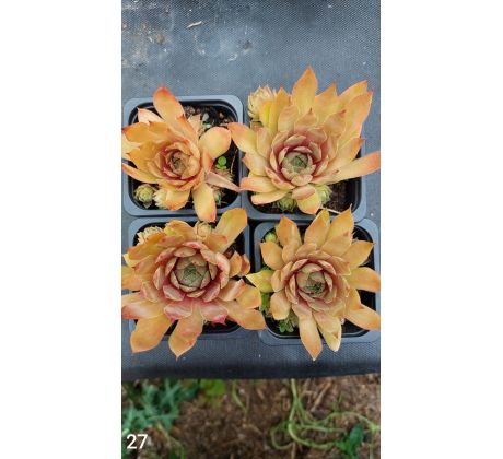 Netřesk 27 (Sempervivum x)