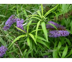 Komule (Buddleia davidi)