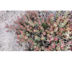 Sedum 14