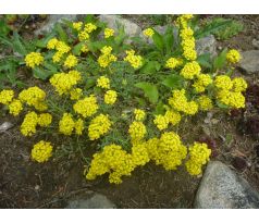 Tařice (Alyssum wulfenianum)