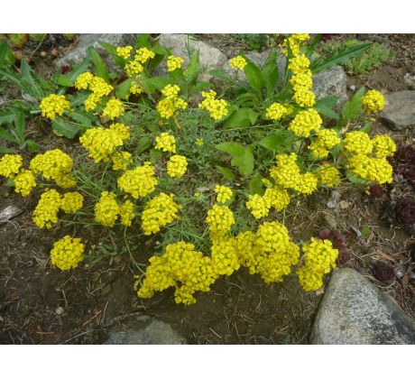 Tařice (Alyssum wulfenianum)