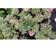 Sedum 28