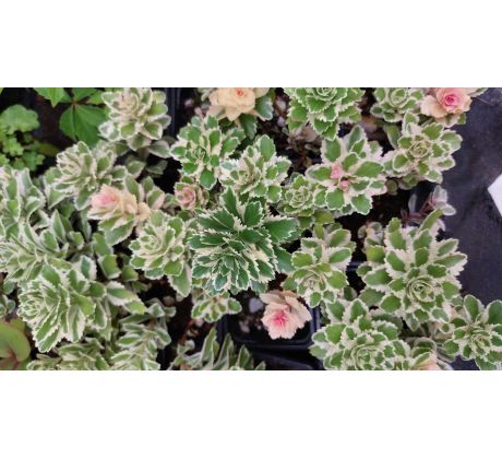 Sedum 28