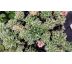 Sedum 28