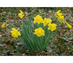 Narcis 4 (směs)