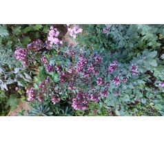 Dobromysl (Origanum x)
