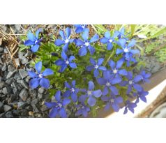 Hořec jarní (Gentiana verna)