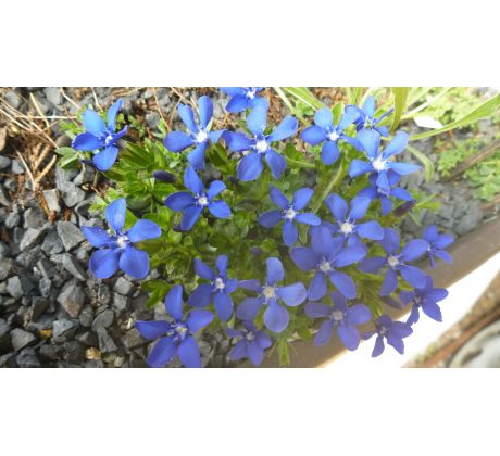 Hořec jarní (Gentiana verna)