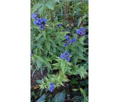 Hořec tolitovitý (Gentiana asclepiadea)