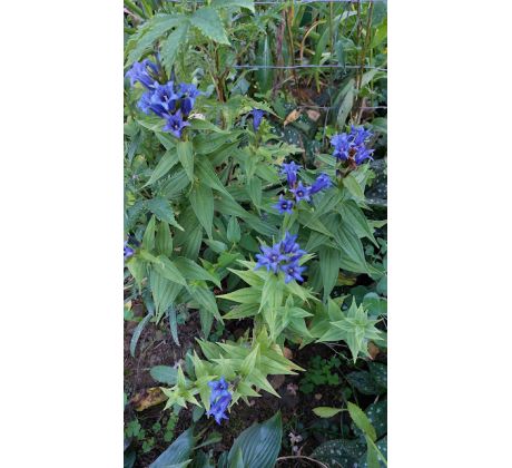 Hořec tolitovitý (Gentiana asclepiadea)