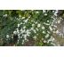 Vysoká podzimní astra 8 (Aster x ericoides)