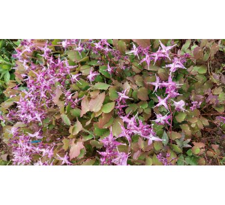 Fialová Škornice(Epimedium grandiflorum "Lilafee")