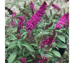 Nízký motýlový keř(Buddleia davidii)