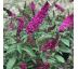 Nízký motýlový keř(Buddleia davidii)