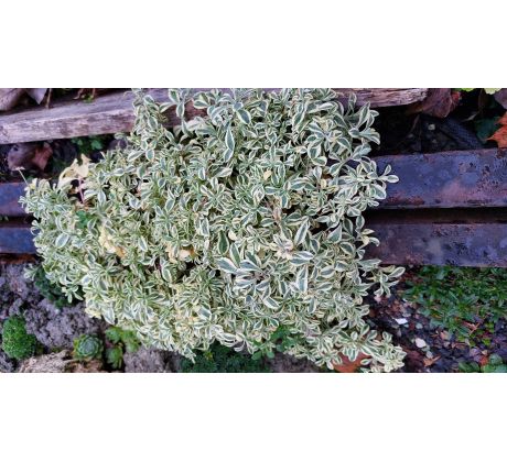 Silenka(Silene uniflora)