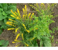 Zlatobýl (Solidago sphacelata)