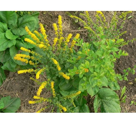 Zlatobýl (Solidago sphacelata)