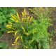 Zlatobýl (Solidago sphacelata)