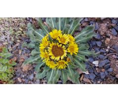 Oman(Inula rhizopetala)