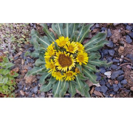 Oman(Inula rhizopetala)