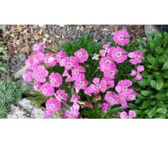 Karafiát alpský (Dianthus alpinus)