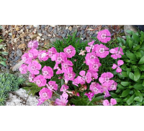 Karafiát alpský (Dianthus alpinus)