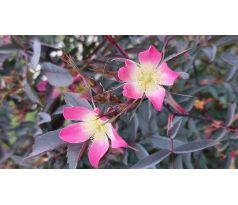 Růže nachová (Rosa glauca)