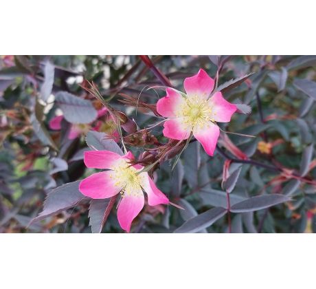 Růže nachová (Rosa glauca)