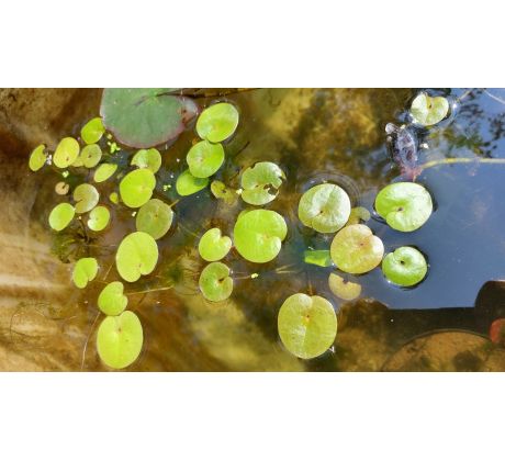 Voďankovec vzplývavý(Lamnobium leavigatum)