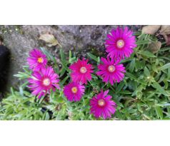 Delosperma červenofialová