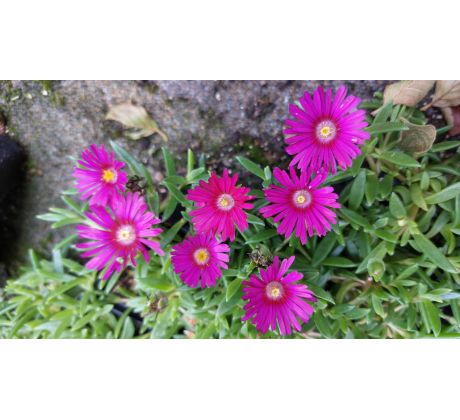 Delosperma červenofialová